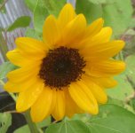 yellow sunflower pro cut.JPG
