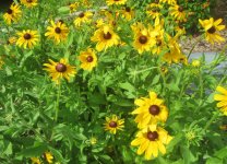 yellow susans.JPG