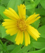yellow sunflower.JPG