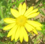 yellow wildflower 4.JPG