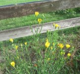yellow wildflower.JPG