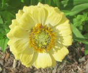 yellow zinnia.JPG
