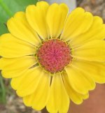yellow zinniaz 2.JPG