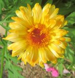 yelow flower 4.JPG