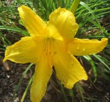 yellow daylilie.JPG