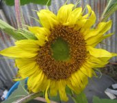 yelow sunflower 2.JPG