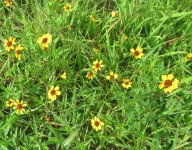 yellow wildflowers 2.JPG