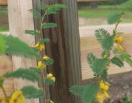 partridge pea.JPG