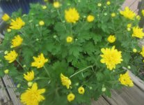 yellow pot.JPG