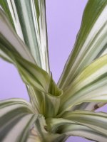 IMG_2706.jpeg
