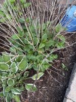 IMG_1532.jpeg