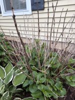 IMG_1531.jpeg