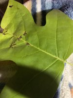 IMG_1393.jpeg