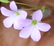 purple 2.JPG