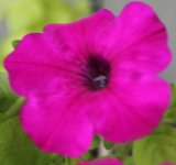 purple 3.JPG