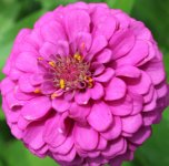 purple 4.JPG