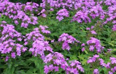 purple 7.JPG