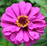 purple 9.JPG