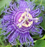 purple 16.JPG