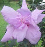 purple 20.JPG