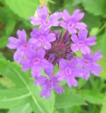 purple wildflower 17.JPG