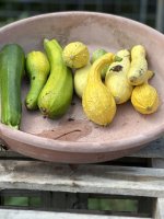 IMG_5239.jpeg