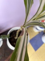 IMG_2722.jpeg