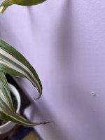 IMG_2723.jpeg