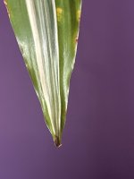 IMG_2727.jpeg