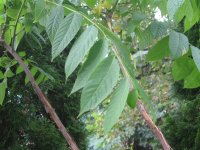 Branch View.JPG