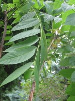 Leaf View.JPG
