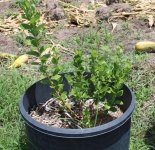 blueberry plants.JPG