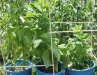 bafra turkish tobacco.JPG