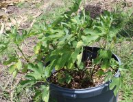 fig trees.JPG
