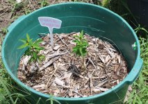 osage orange trees.JPG
