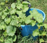 experimental melon from India.JPG