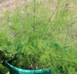 asparagus.JPG