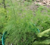asparagus.JPG asparagus.JPG