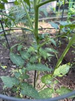 IMG_1270.jpeg