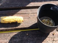 bait corn.JPG