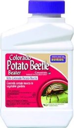 colorado potato.jpg