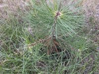 IMG_0178.jpeg