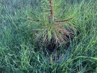 IMG_0175.jpeg