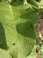 IMG_1339.jpeg