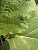 IMG_1340.jpeg