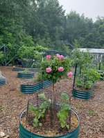Rose Tree Time After Time.jpg