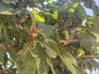 IMG_2635.JPEG