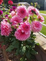 dahlia otto's thrill1.jpg