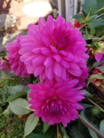 Dahlia Sandy.jpg