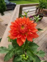 dahlia neon splender.jpg